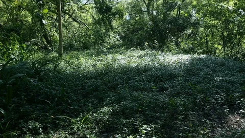 Tropical rainforest, steadicam Stock Footage 87430892