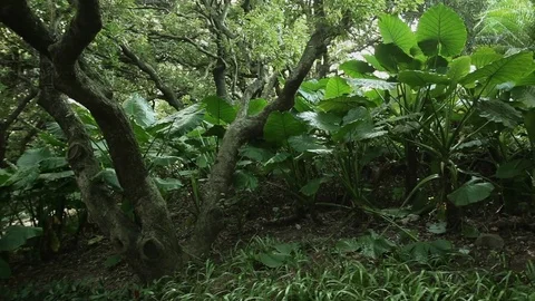 Tropical rainforest - steadicam footage Stock Footage