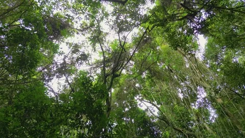 Tropical Rainforest Stream with Crystal Clear Water and Mossy Rocks Vídeos de archivo 334616878