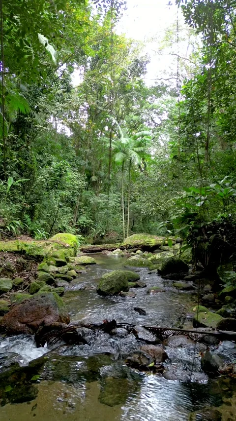 Tropical Rainforest Stream with Crystal Clear Water and Mossy Rocks 스톡 동영상 334616887