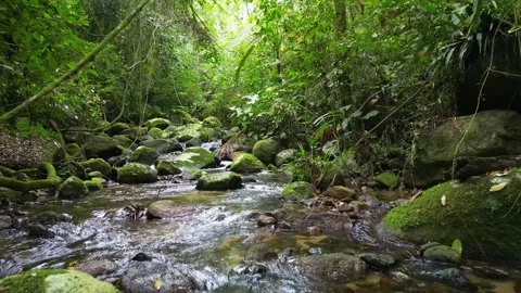 Tropical Rainforest Stream with Crystal Clear Water and Mossy Rocks 스톡 동영상 334616890