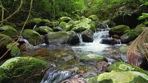 Tropical Rainforest Stream with Crystal Clear Water and Mossy Rocks 스톡 동영상 334616894