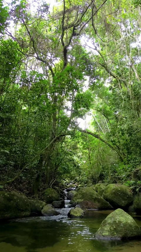 Tropical Rainforest Stream with Crystal Clear Water and Mossy Rocks 스톡 동영상 334616902