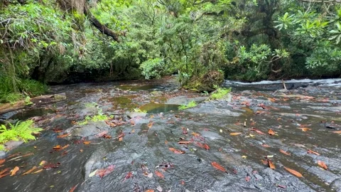 Tropical Rainforest Stream Flowing Over Rock Bed in Palau Stock Footage 330923441