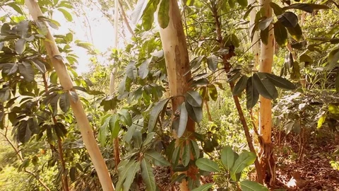 Tropical rainforest - sunset at wind Stock Footage 81998241