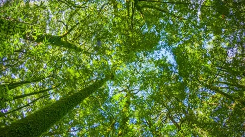 Tropical rainforest. tops of the trees. looking up to the canopy Видео 40781067
