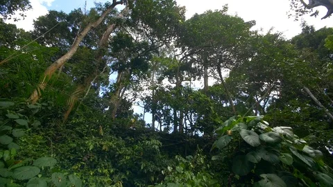 Tropical rainforest tree tops Stock Footage 98678757
