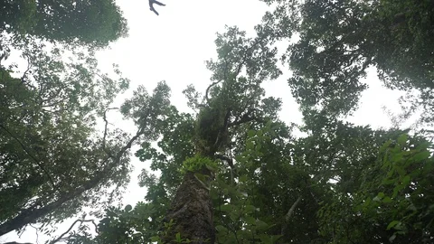 Tropical rainforest tree trunk and eyes view Stock Footage 92401337