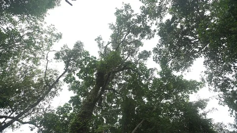 Tropical rainforest tree trunk ant eyes view Stock Footage 92401966