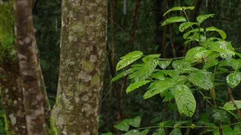 Tropical Rainforest Tree Trunks and Wet Leaves During Monsoon Rain 4K Stock Footage 340315872