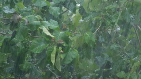 Tropical rainforest trees and leaves swaying in heavy rain Video stock 336830807