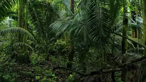 Tropical Rainforest Trees Stock Footage 323142538