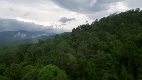 Tropical Rainforest Trees on Hill Video stock 137264758