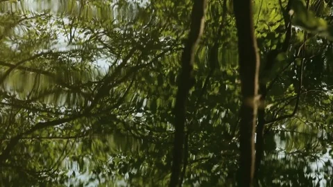 Tropical rainforest - trees reflecting in pond Stock Footage 80493008