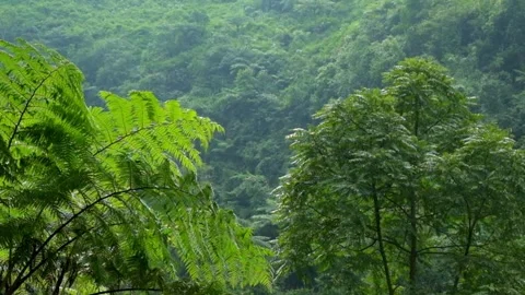 Tropical rainforest trees swaying gently in the wind Stock Footage 320104966