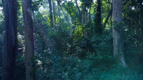Tropical Rainforest Vegetation Stock Footage 259564816