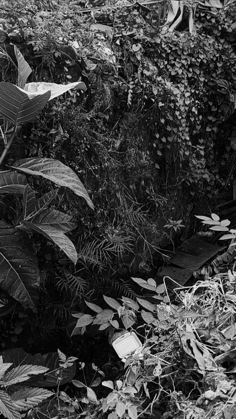 Tropical RainForest, Vertical BNW 스톡 동영상 280254434