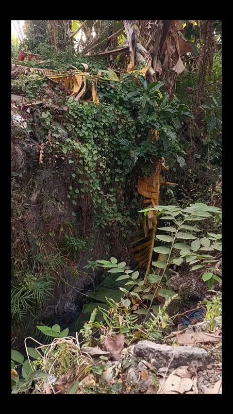 Tropical RainForest, Vertical View Stock-Footage 280254406