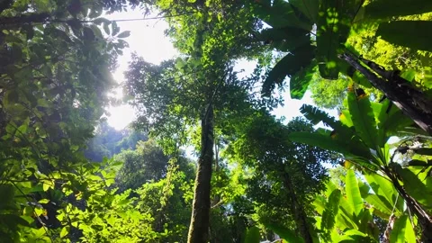 Tropical Rainforest (Virgin Forest) Video stock 330278226