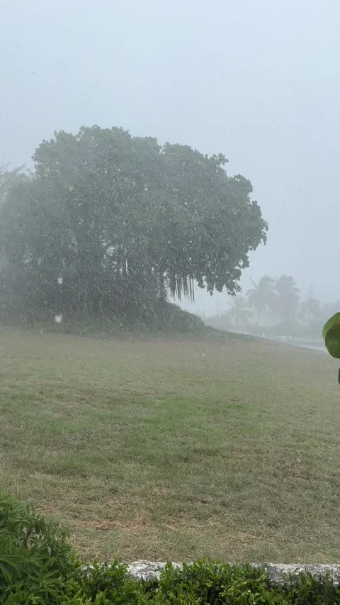 Tropical rainstorm and wind-blown trees over grass field, Barbados Stock Footage 342618272