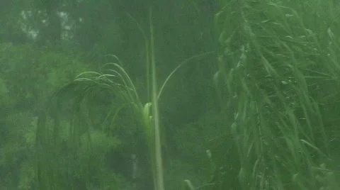 Tropical Rainstorm &amp; Wind Stock Footage 401605