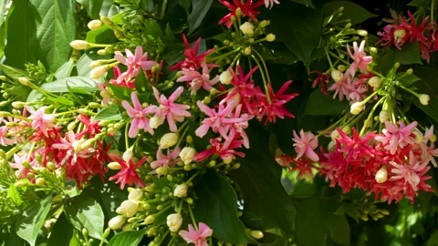 Tropical Rangoon Creeper Blossoms Stock Footage 265873383