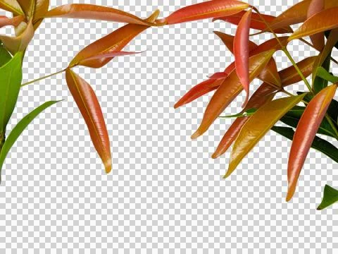 Tropical red and bronze leaf corner border frame for design compositions isolate Stock Photos
