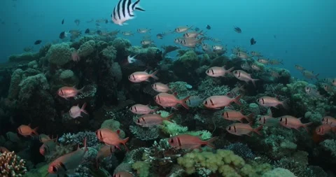 Tropical red fish underwater Stock Footage 302432170