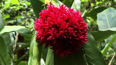 Tropical Red Flower Stock Footage 44455915