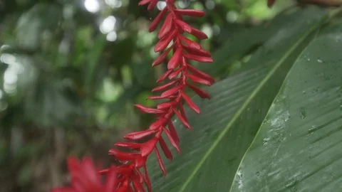 TROPICAL RED FLOWER Stock Footage 127872411