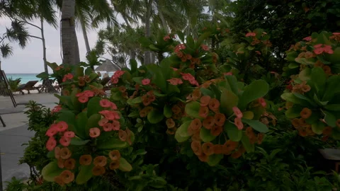 Tropical red flower with leaves. Stock-Footage 90596302