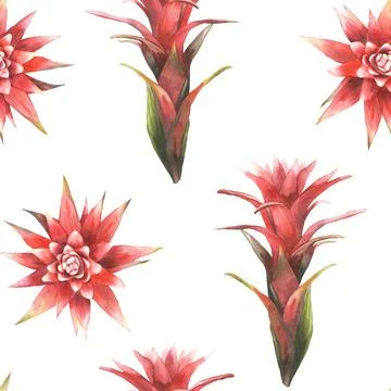 Tropical red flower seamless pattern, bromeliad exotic bud fabric Watercolor Stock Illustration