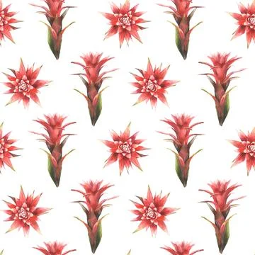 Tropical red flower seamless pattern, watercolor bromeliad exotic bud fabric Stock Illustration
