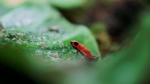 Tropical Red Frog Jumping in Slowmotion on Jungle Floor Stock Footage 135607457