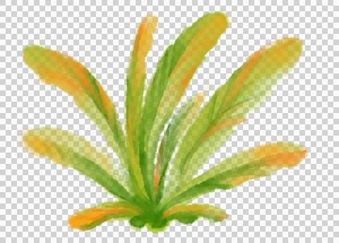 Tropical red green plant elements autumn watercolor hand painting illustratio Stockillustratie