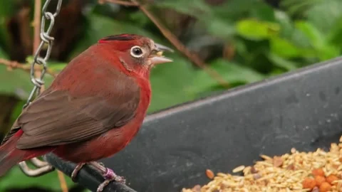 A tropical red sparrow eating Stock Footage 295990077