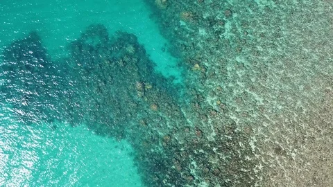 Tropical Reef 1 Видео 119578233