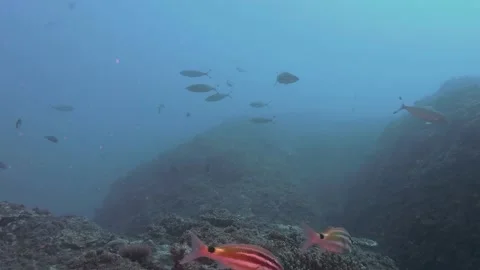 Tropical Reef at 20 M Deep Stock Footage 150472296