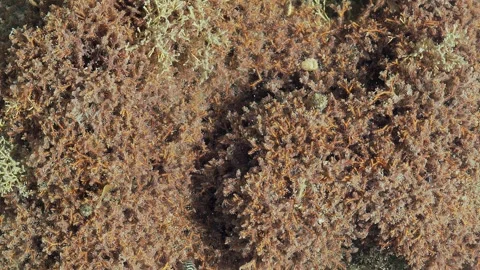 Tropical Reef Algae and Marine Life Texture in Shallow Tidal Pool Water 스톡 동영상 337223304