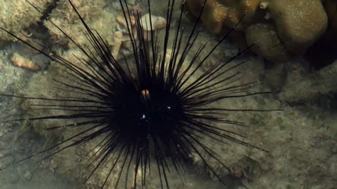 Tropical reef echinoderm with extended defensive spines underwater Видео 339043466