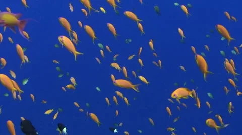 Tropical reef fish on blue background Stock Footage 7740837