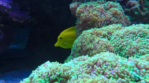 Tropical reef fish The Clownfish or Anemonefish. Stock Footage 58530305