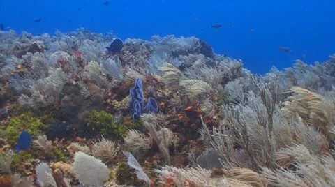 Tropical reef fish, drift diving Видео 11238871