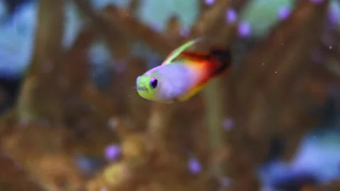 Tropical reef fish firefish goby swimming underwater Stock Footage 328211134
