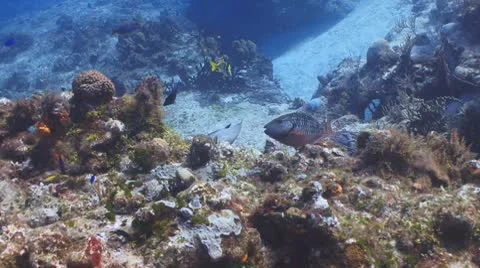 Tropical reef fish Видео 8913070