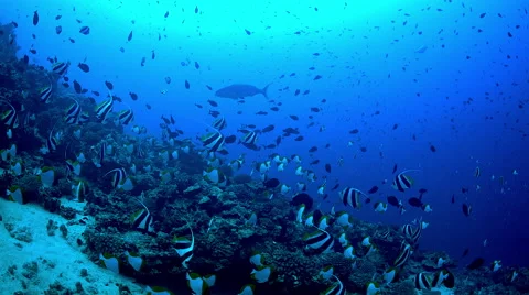 Tropical reef fish schooling over deep reef Stock Footage 68333344