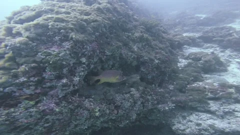 Tropical Reef Fish Sheltering Beneath Coral Underwater in the Maldives Stock-Footage 345014240
