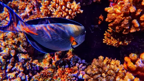 Tropical reef fish weave through colorful coral formations in Sharm El Sheikh Stock Footage 342858112