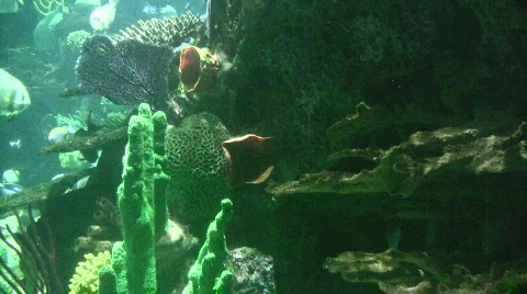 Tropical reef Stock Footage 609495