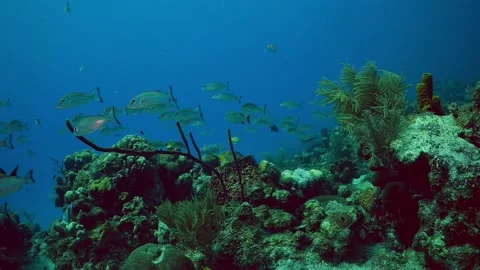 A tropical reef scene containing many fish Stock Footage 152431447